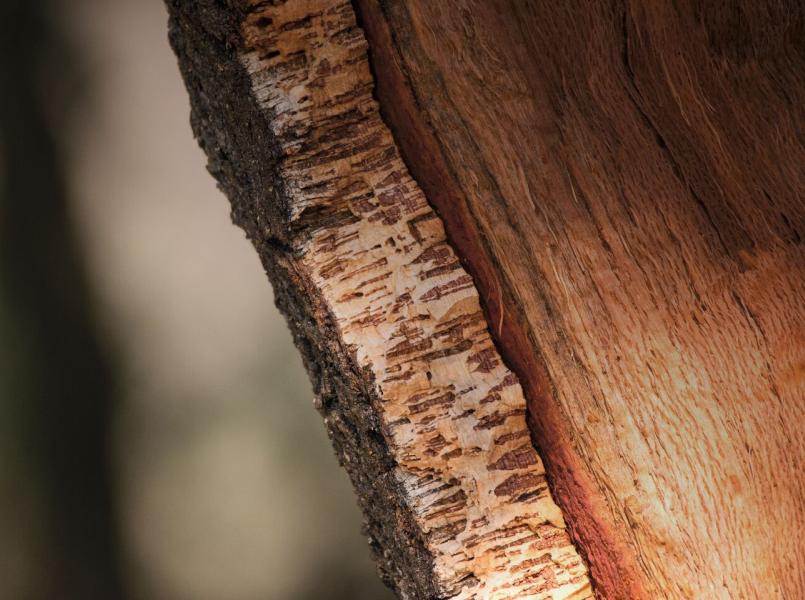 cork_inside